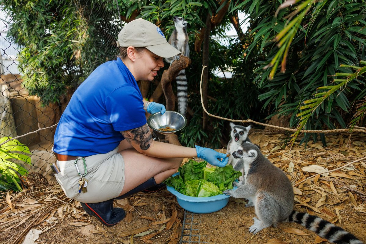 Senior Animal Care Specialist Maggie Sipe feeds lettuce to Ring-tailed Lemurs