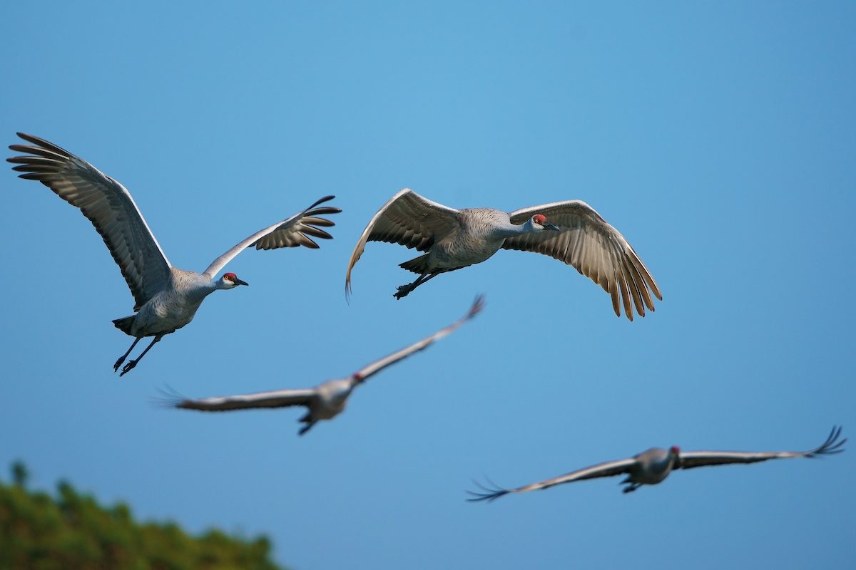 Sandhill cranes in flight