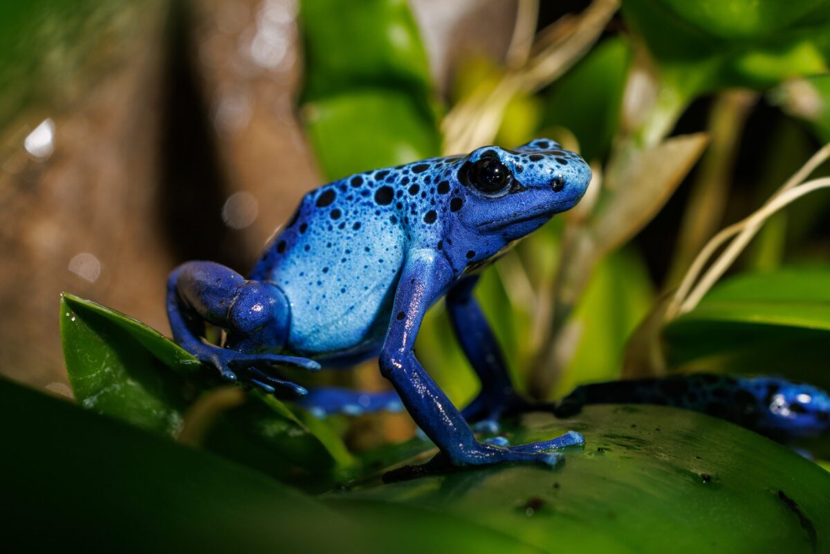 Blue Poison Dart Frog Tennessee Aquarium