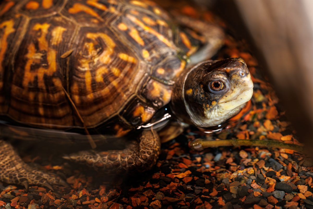 Eastern Box Turtle in water