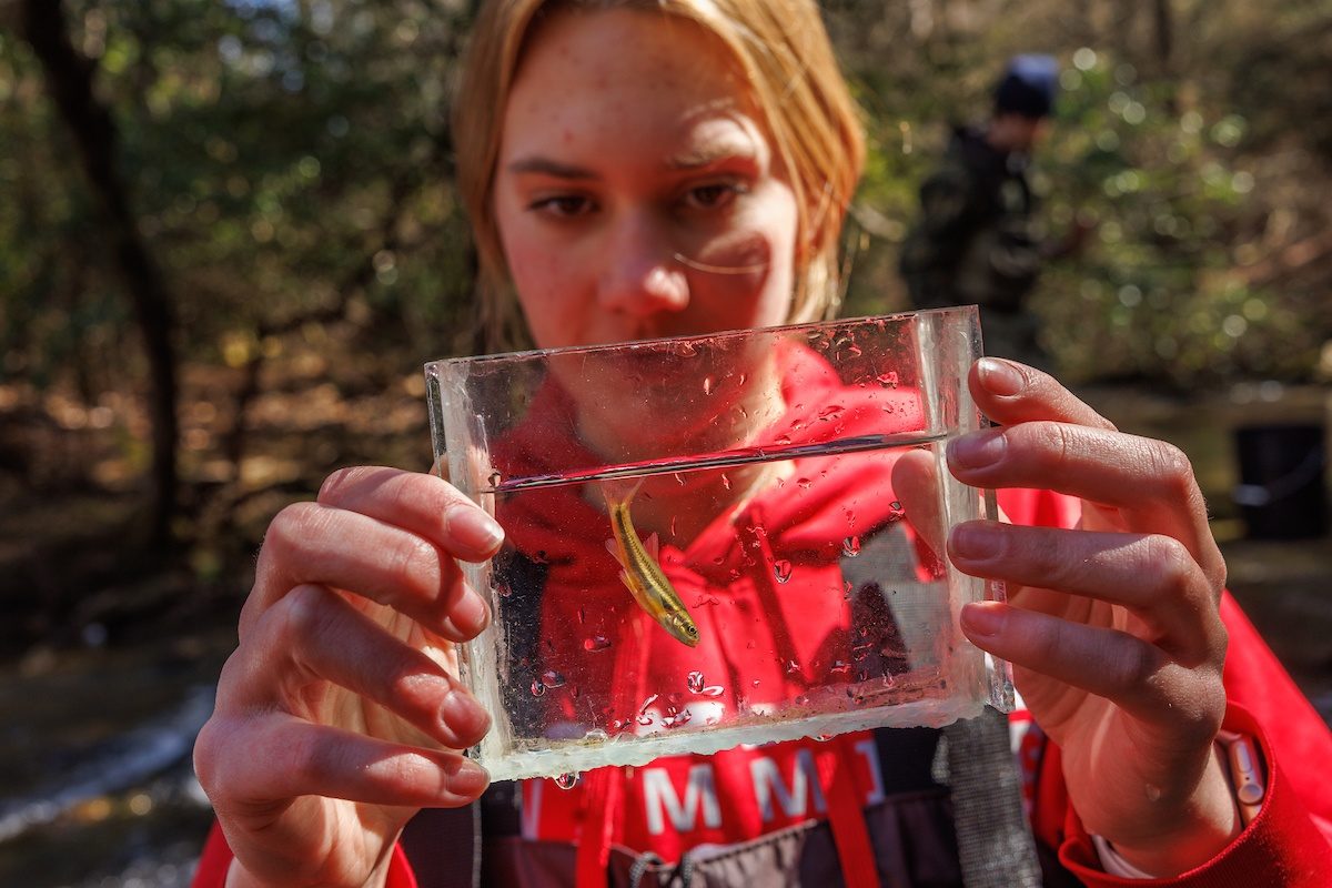 A Baylor School environmental research student examines a Laurel Dace collected with scientists from the Tennessee Aquarium Conservation Institute at Bumbee Creek in Rhea County, Tenn. The class accompanied scientists from the Tennessee Aquarium Conservation Institute as they conducted research on Laurel Dace and Eastern Blacknose Dace.
