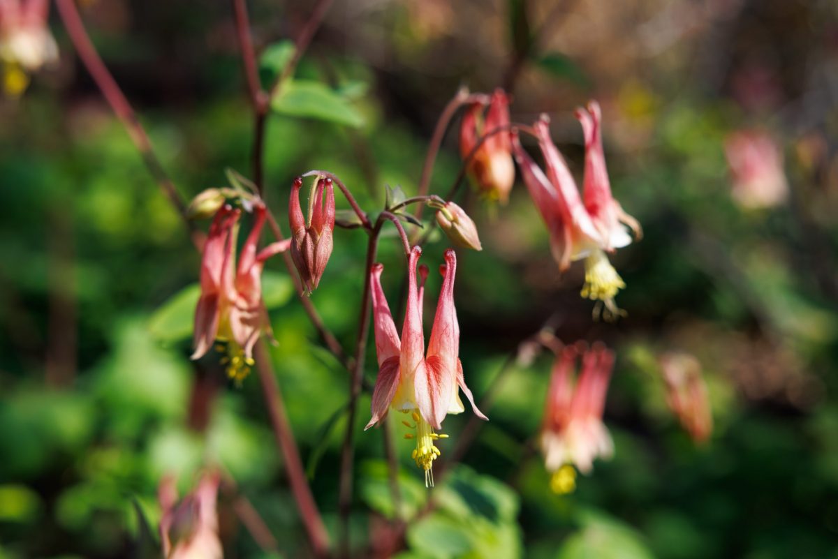 Wild Columbine (Aquilegia canadensis) on the Aquarium plaza.