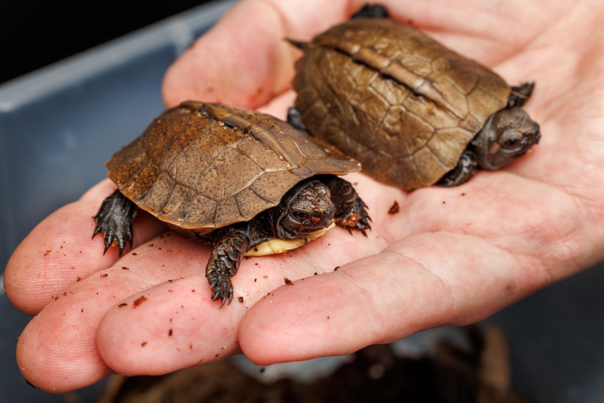Arakan Forest Turtle hatchlings held in hand