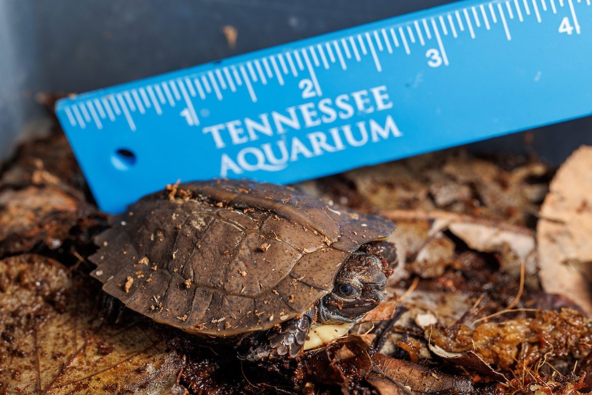 A recently hatched Arakan Forest Turtle rests in a temporary habitat at the Tennessee Aquarium next to a ruler, for scale.