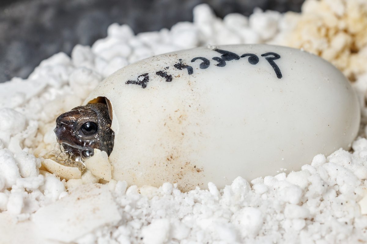 Arakan Forest Turtle hatching from egg