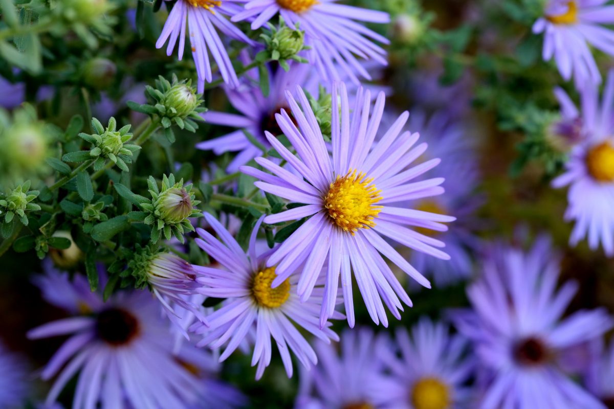 Hardy Blue Aster Flowers Close-up