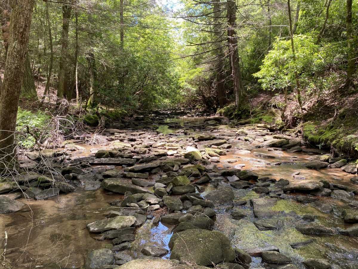 Bumbee Creek flowing through a Southern Appalachian upland forest