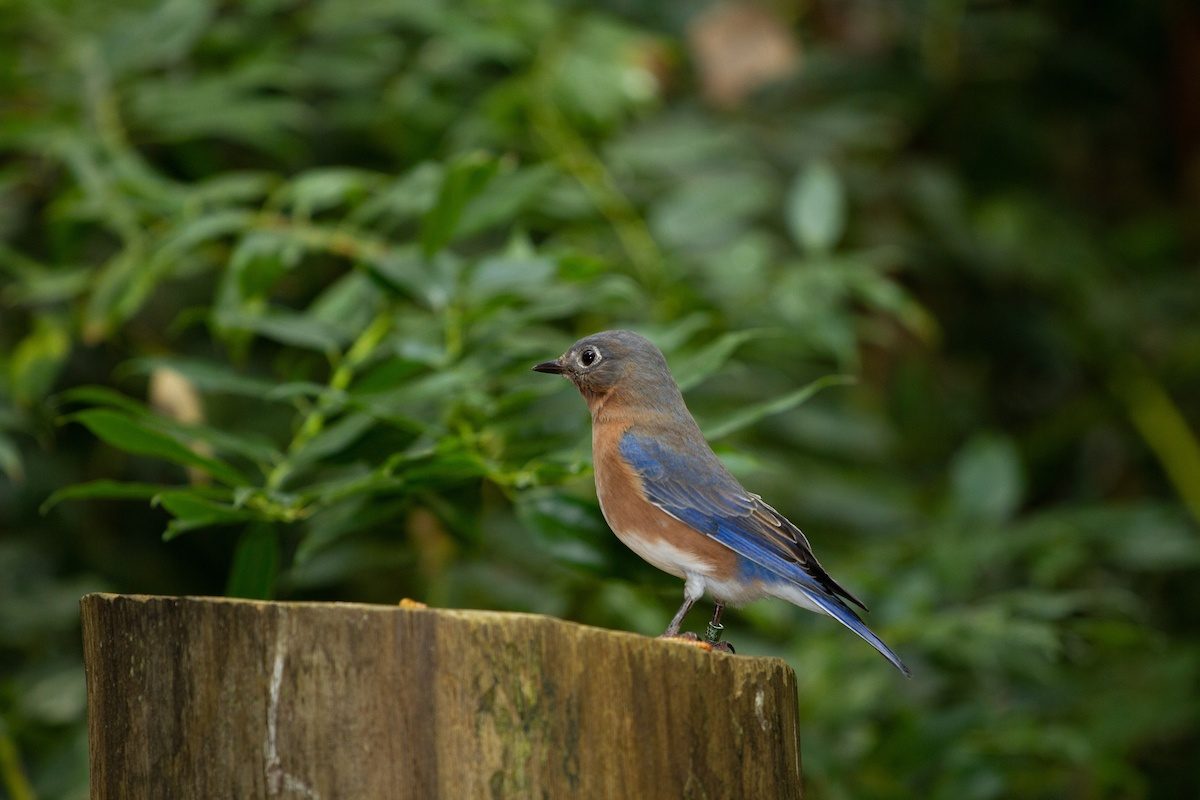 Eastern Bluebird on log