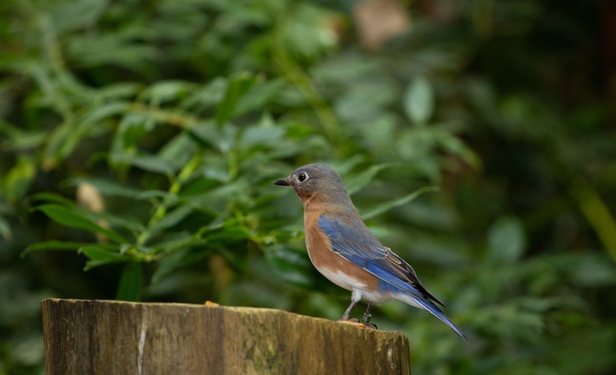 Eastern Bluebird on log