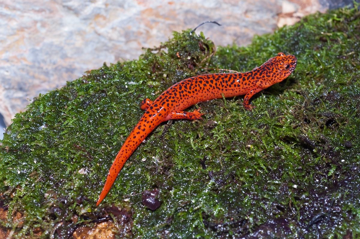 Northern Red Salamander on moss