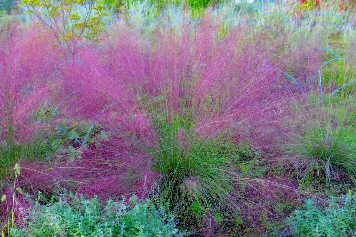 Muhlenbergia capillaris / Pink muhlygrass / Pink hair grass flower