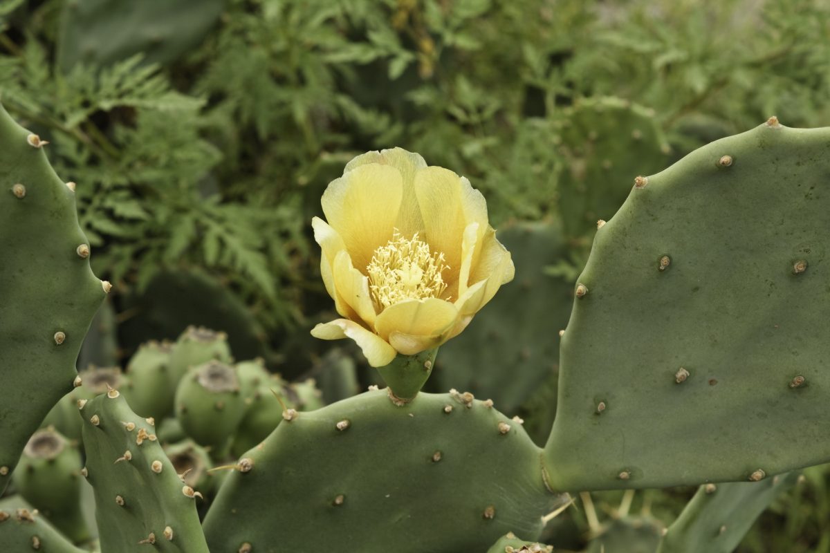 PricklyPear Cactus Flower