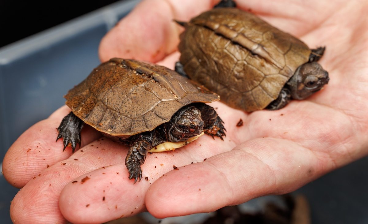 Baby Arakan Forest Turtles