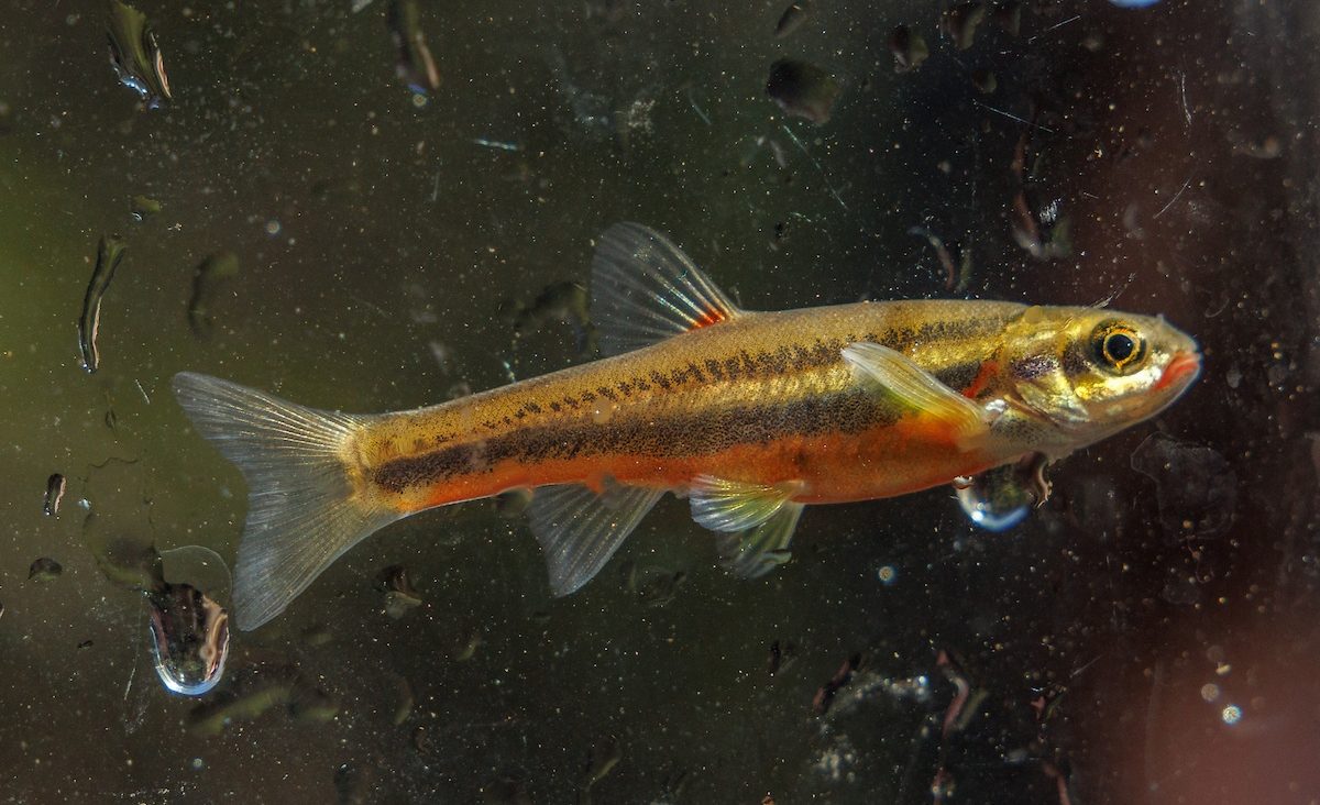 A Laurel Dace (Chrosomus saylori) collected by Tennessee Aquarium Conservation Institute scientists at Bumbee Creek in Rhea County, Tenn.