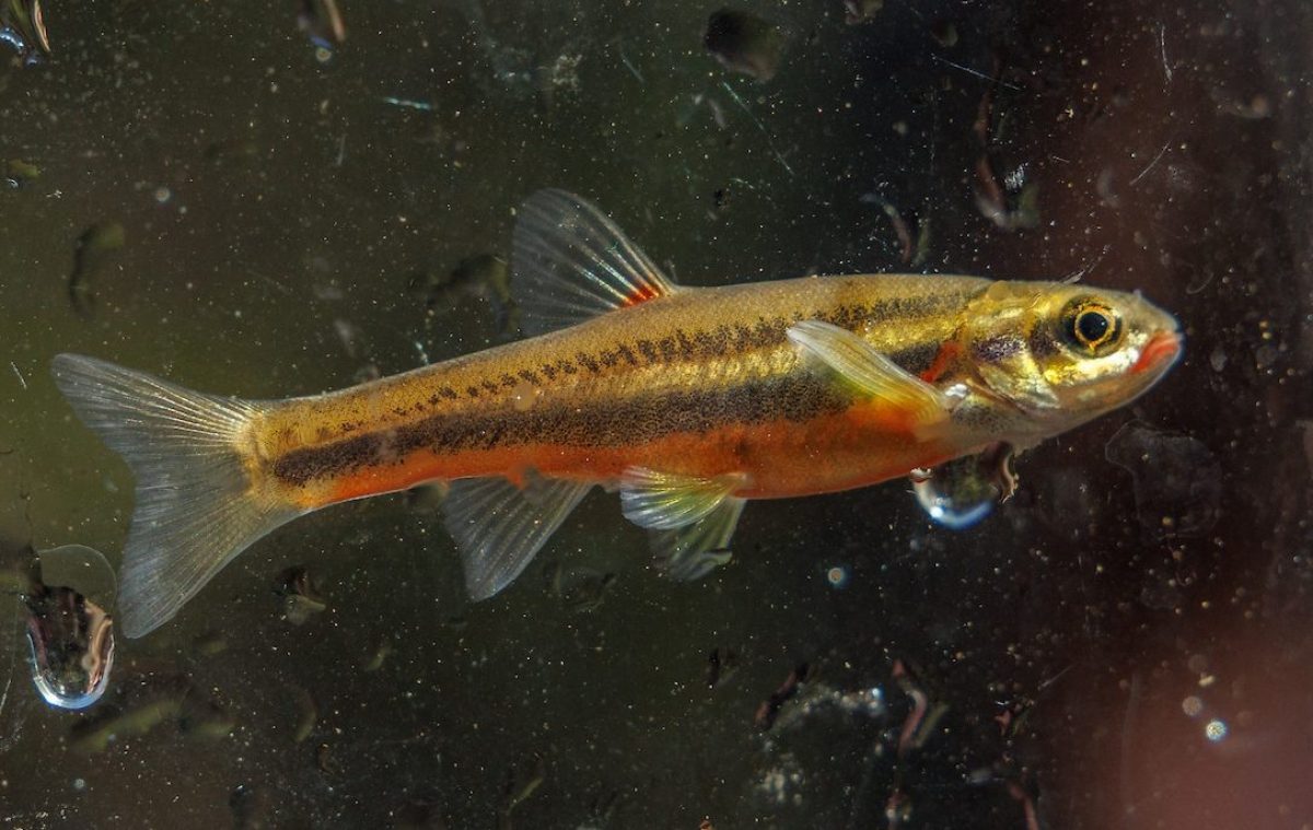 A Laurel Dace (Chrosomus saylori) collected by Tennessee Aquarium Conservation Institute scientists at Bumbee Creek in Rhea County, Tenn.