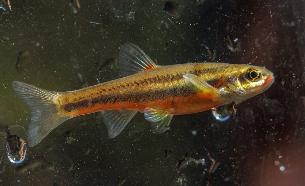 A Laurel Dace (Chrosomus saylori) collected by Tennessee Aquarium Conservation Institute scientists at Bumbee Creek in Rhea County, Tenn.