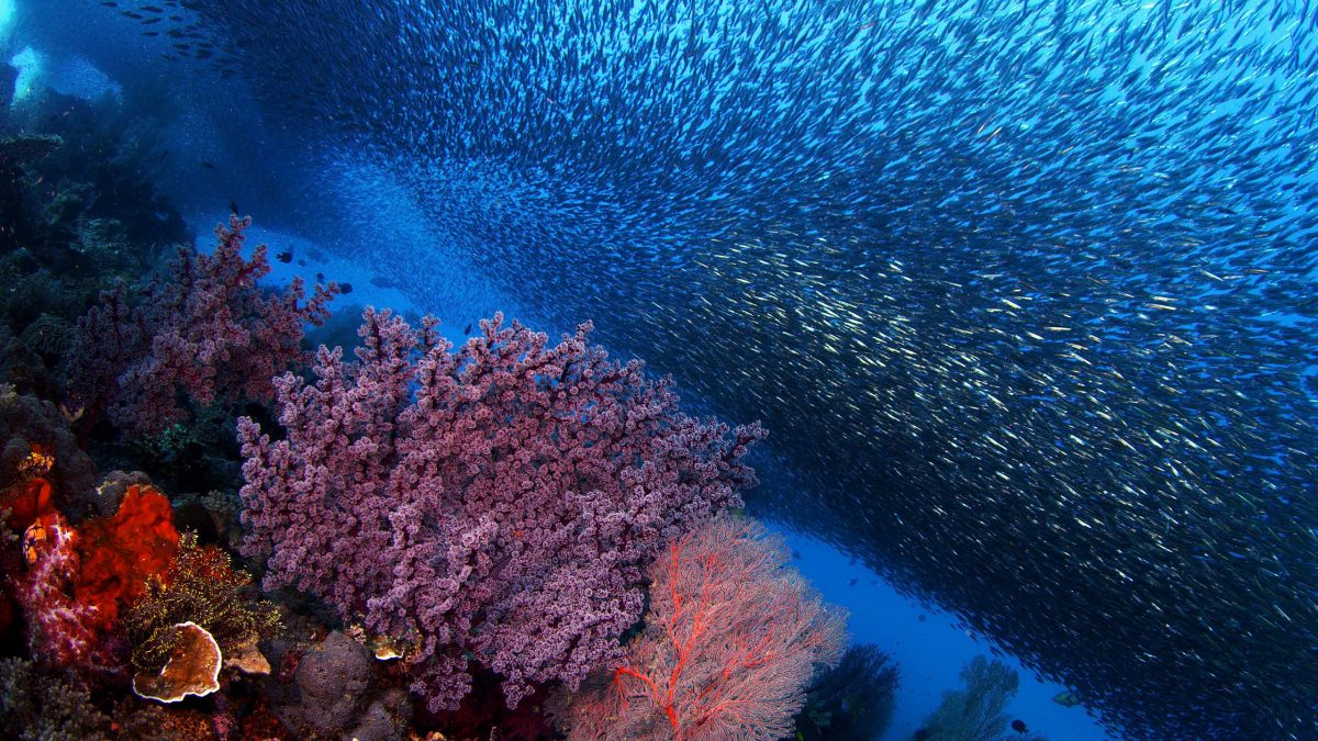 A coral reef with fish swimming above it.