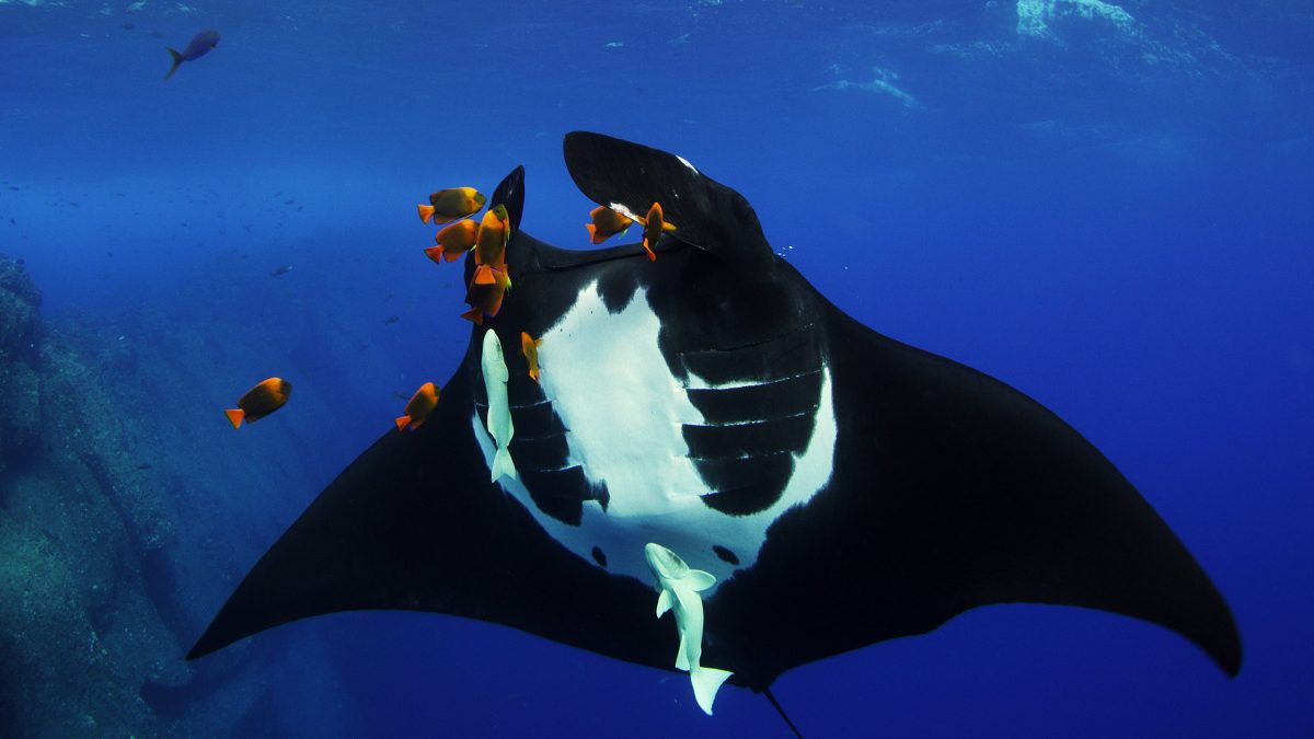 A manta ray being cleaned by fish.