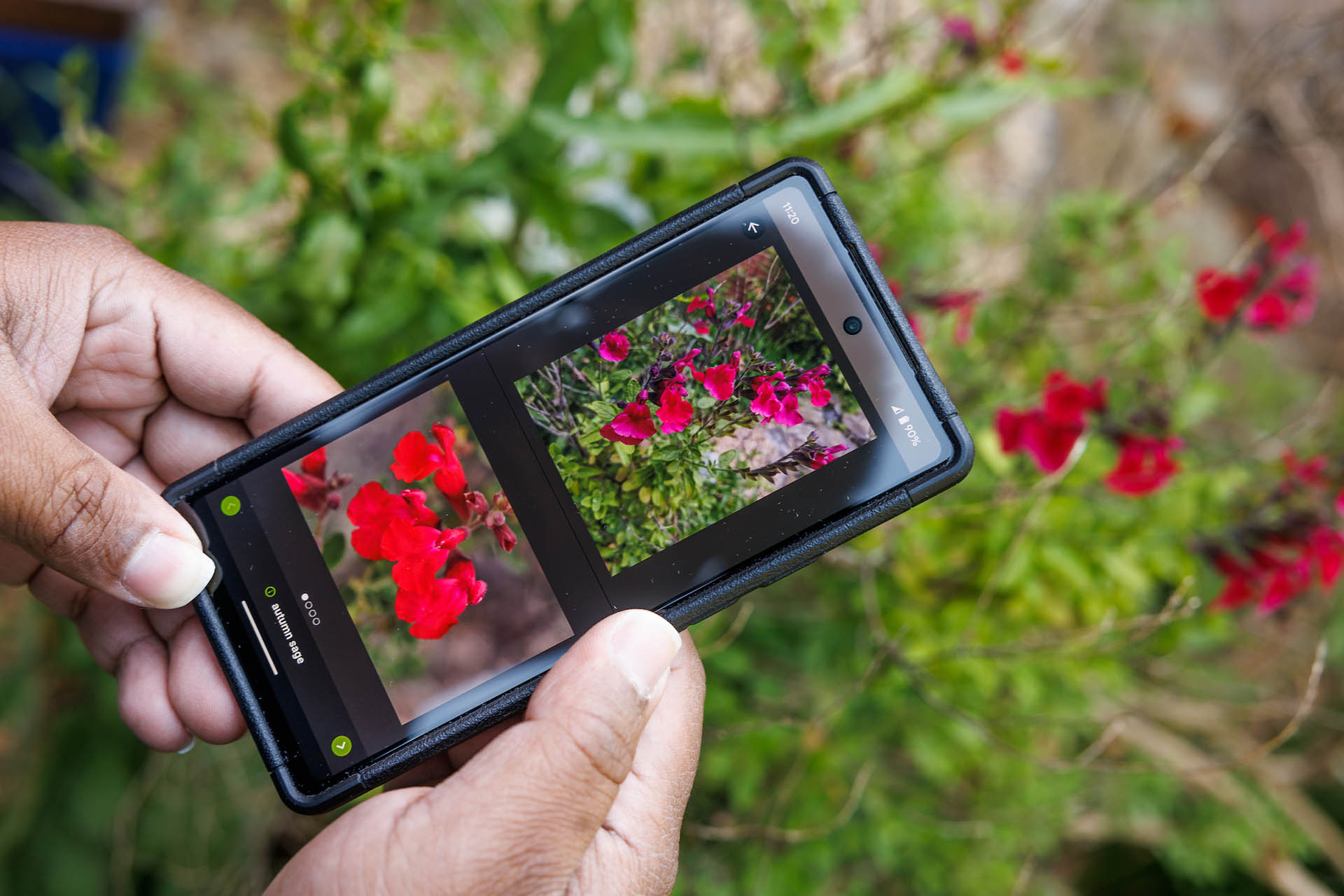 Hands holding a cell phone operating iNaturalist