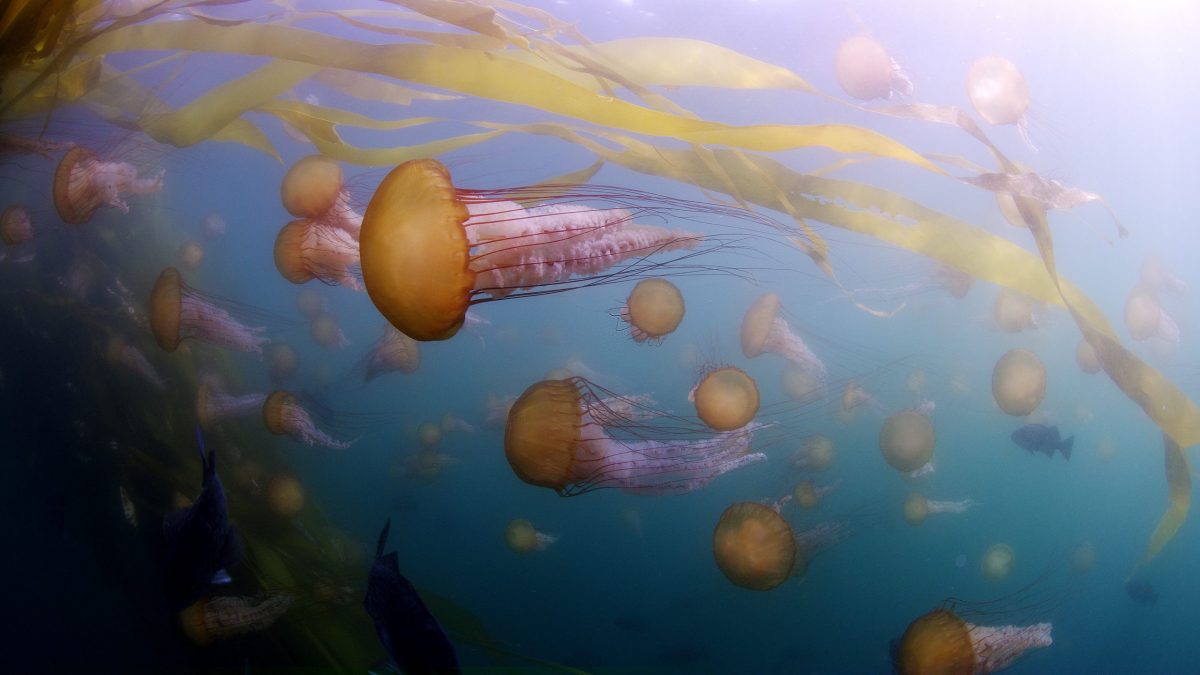 Swimming Jellyfish.