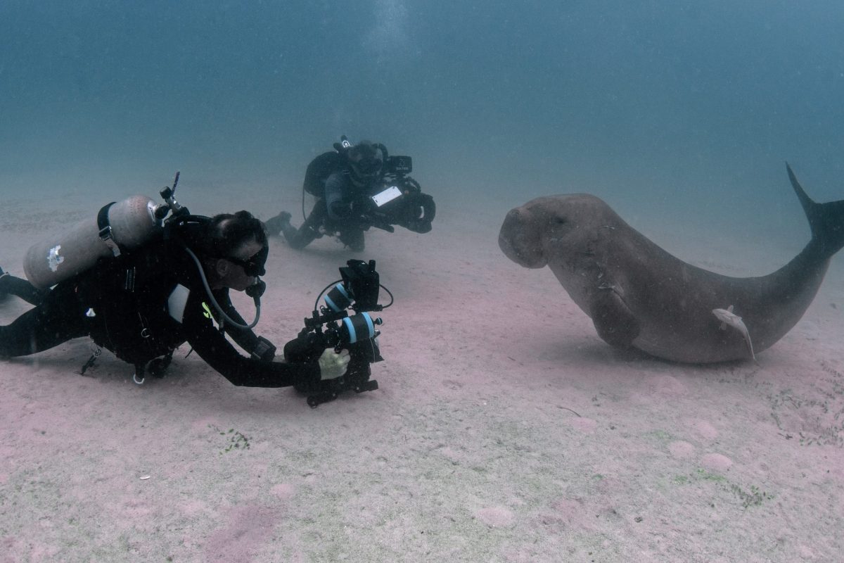 Photographers taking pictures of a Dugong underwater.