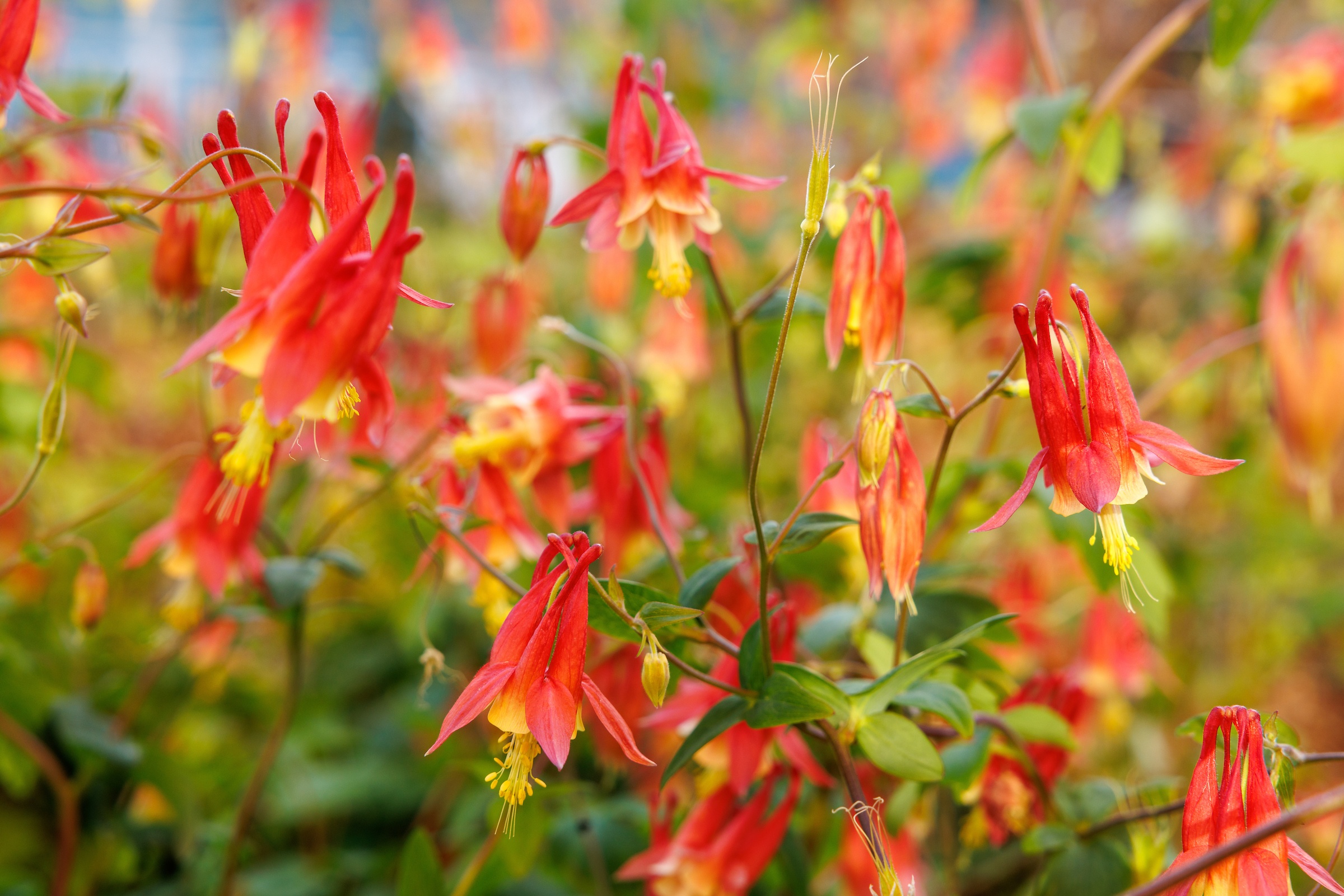 Eastern Red Columbine flowers in a field.