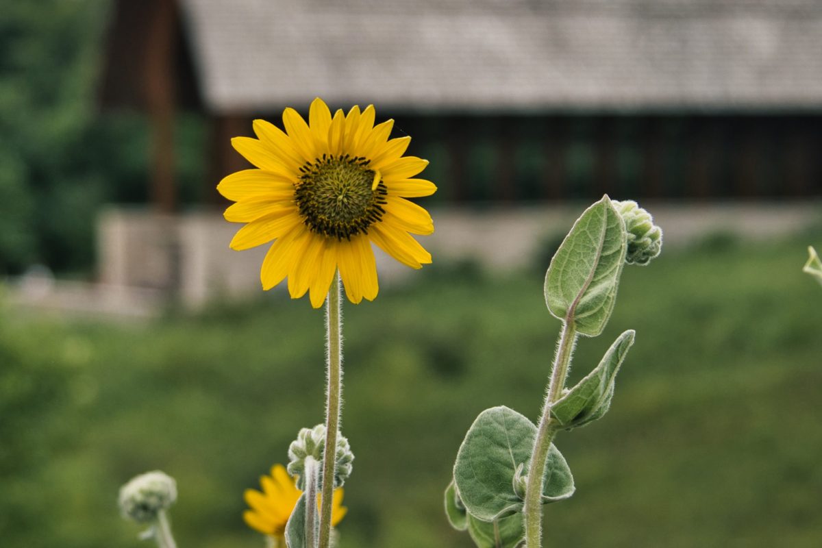 Ashy Sunflower with Rural Chapel in Background