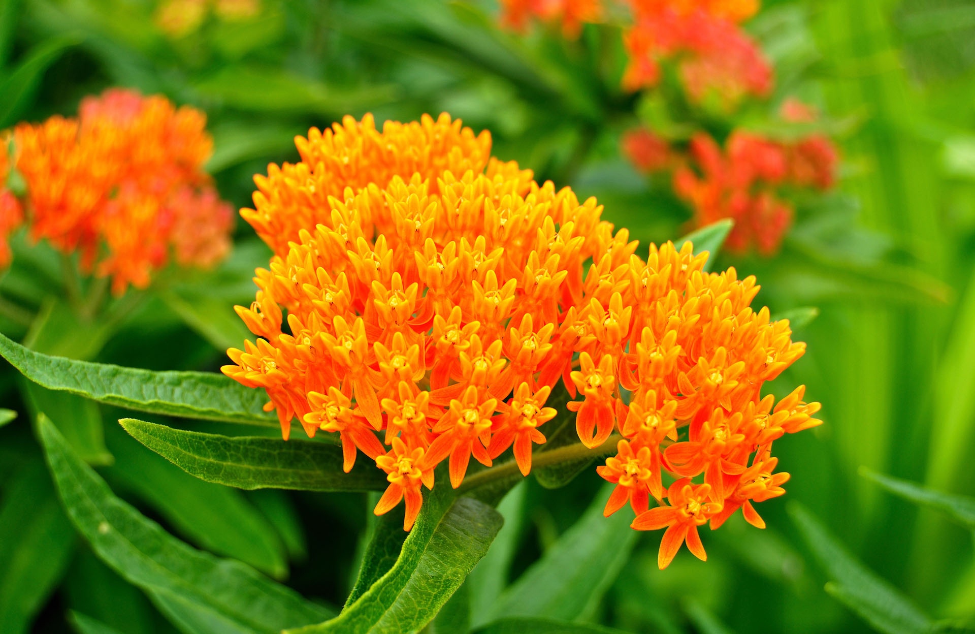 Five native Tennessee plants that attract pollinators to your yard ...