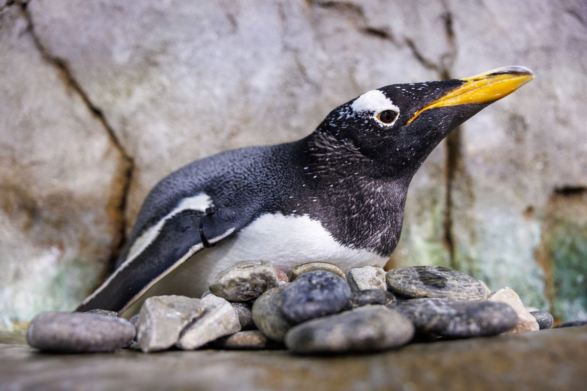 Gentoo penguin laying on nest