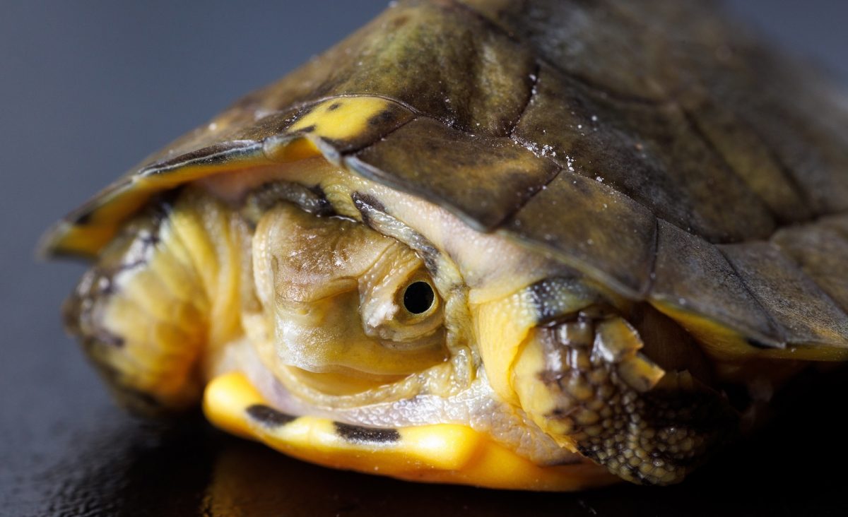 A Four-eyed Turtle (Sacalia quadriocellata) hatched at the Tennessee Aquarium.