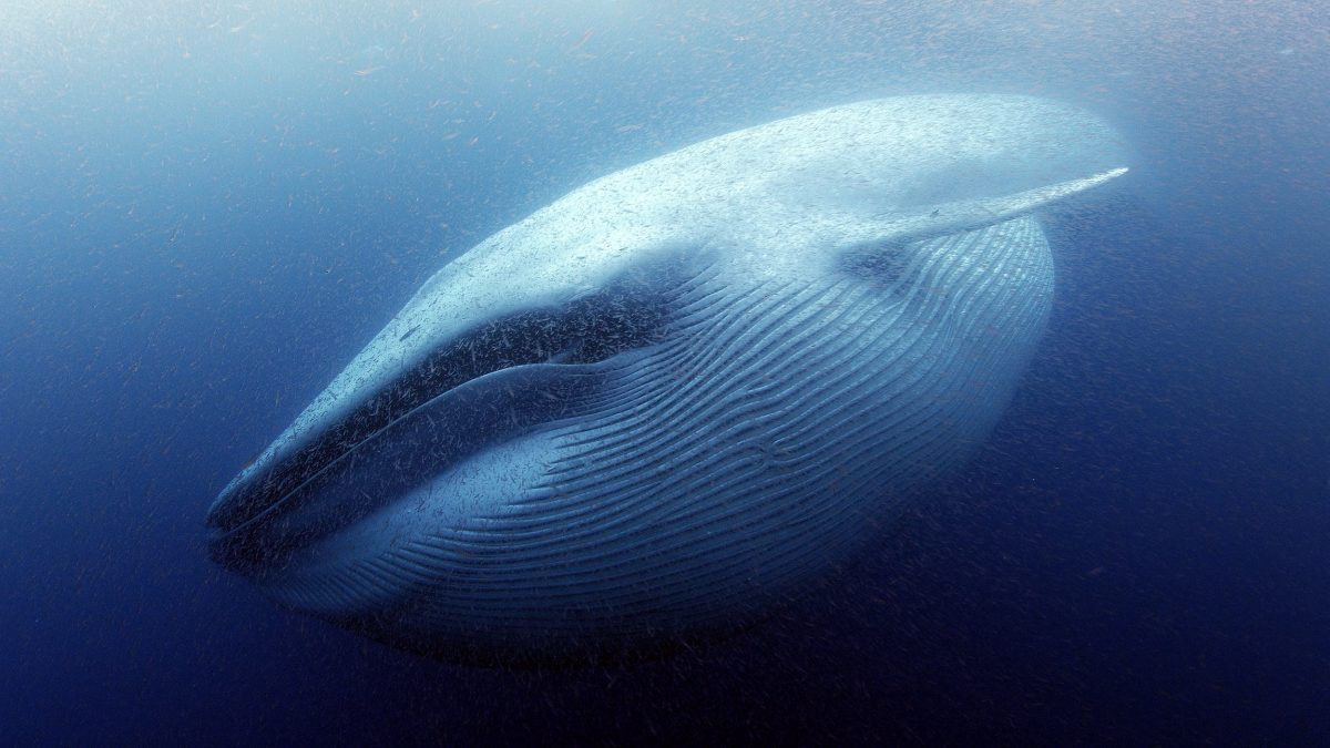 A blue whale.