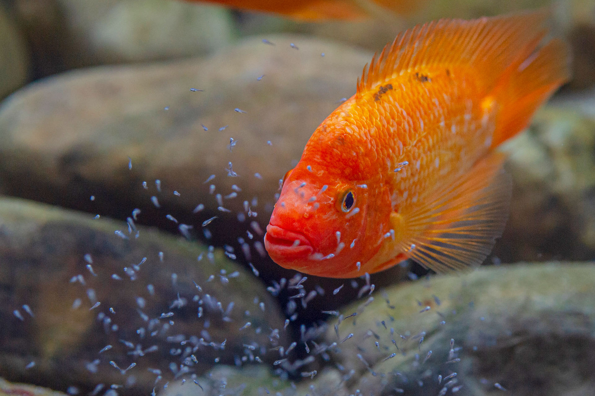 Cichlid surrounded by cloud of fry