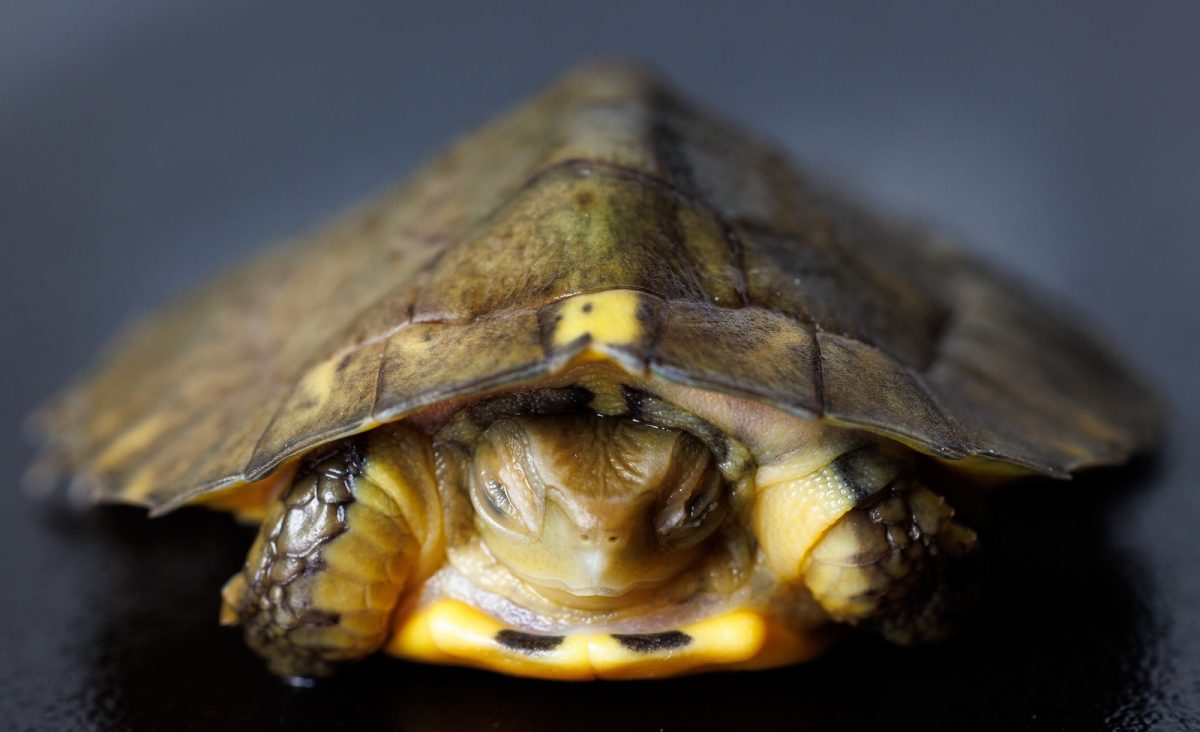 Front view of a Four-eyed-Turtle-Hatchling.