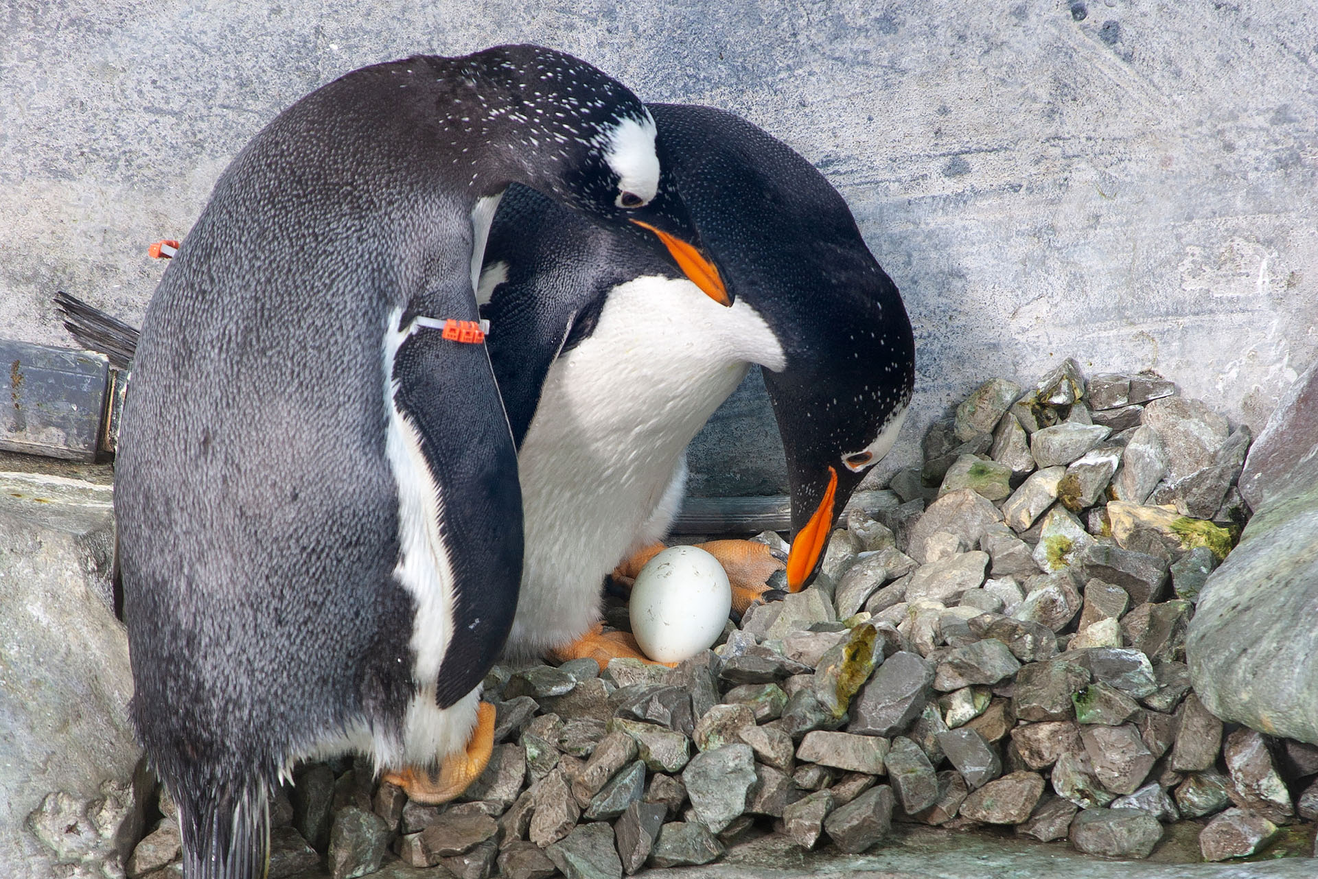 Gentoo penguins tend an egg on a nest