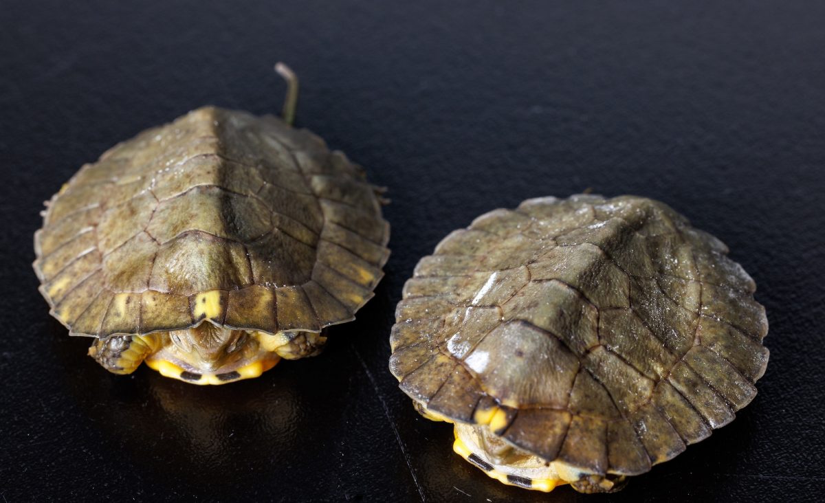 Two Four-eyed Turtle hatchlings.
