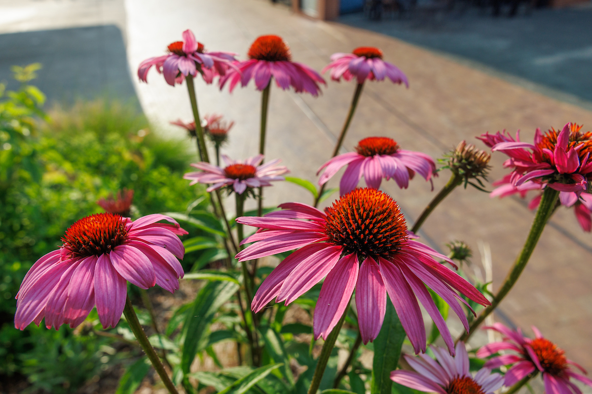 Purple coneflowers