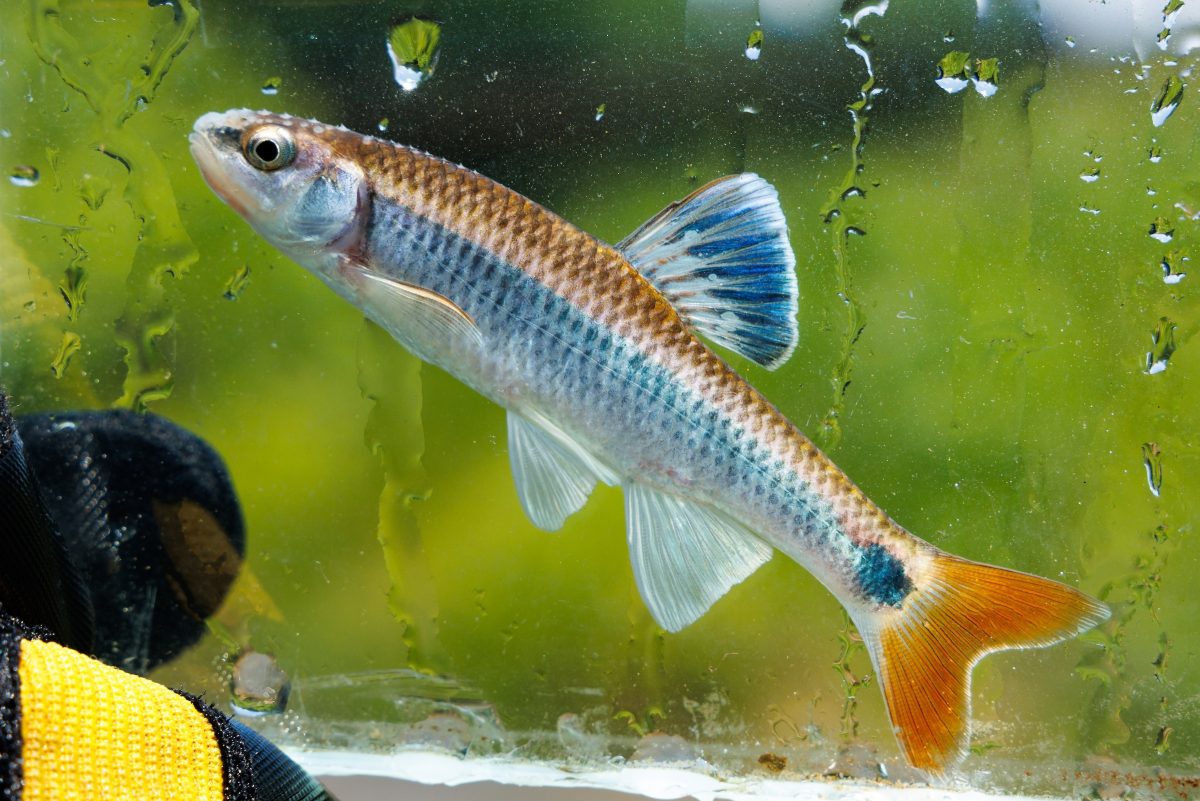 Micro fishing for Colorful Darters in the Appalachian Mountains