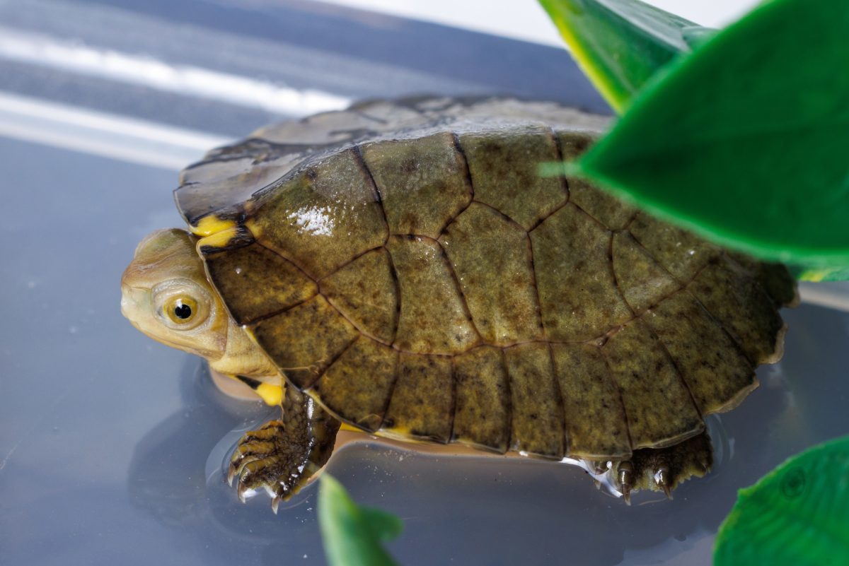 Four-eyed Turtle hatchling