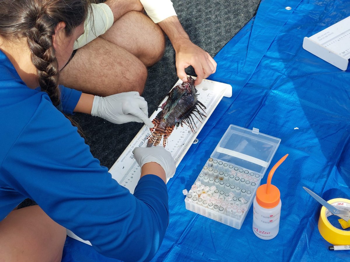 Scientists take measurements of a Lionfish