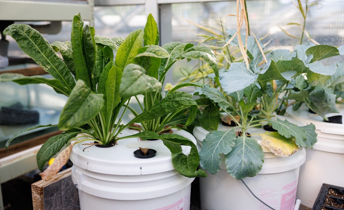 Dandelion greens are grown by the Aquarium's horticulturists for the facility's animals