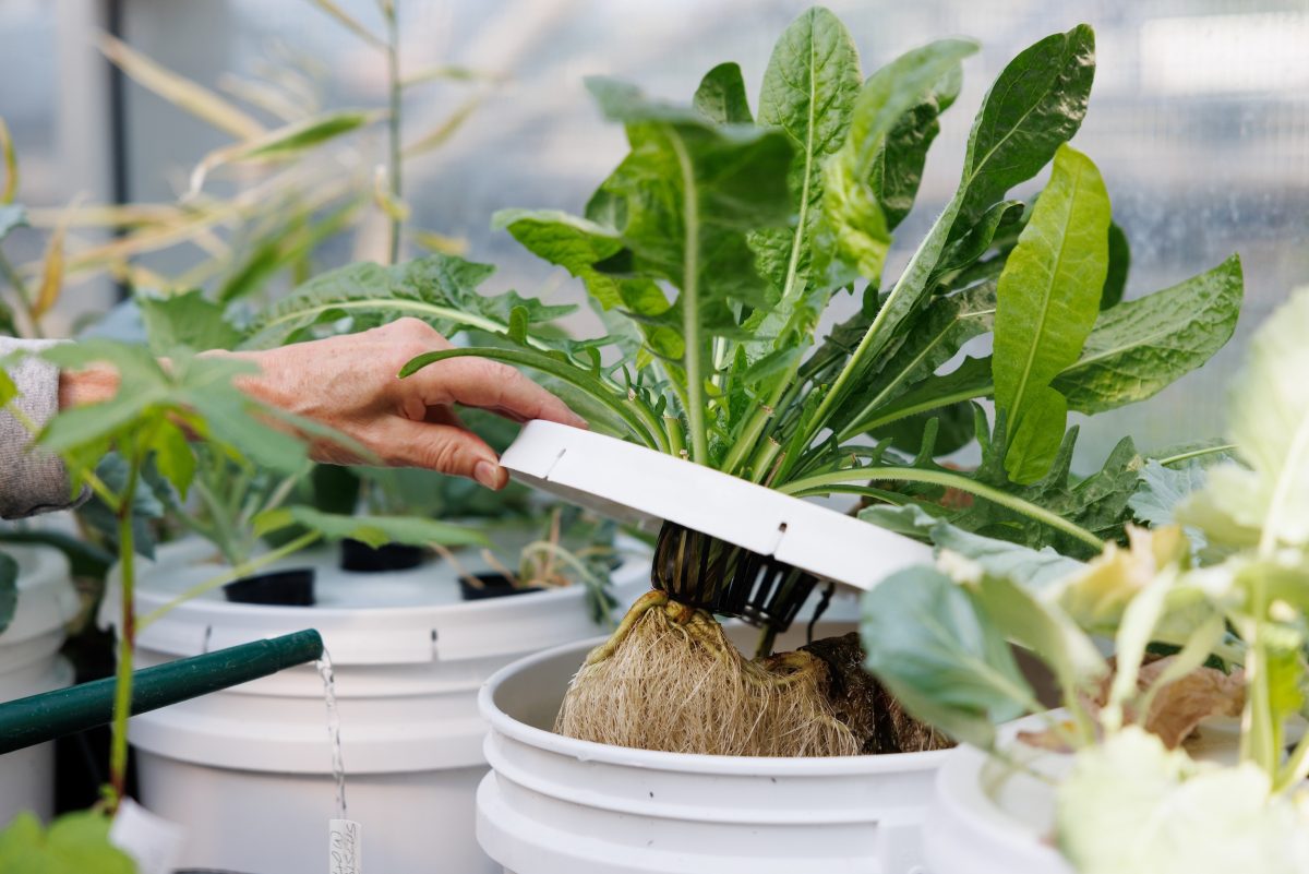 Senior Horticulturist Charlene Nash waters greens grown for the Aquarium's animals.