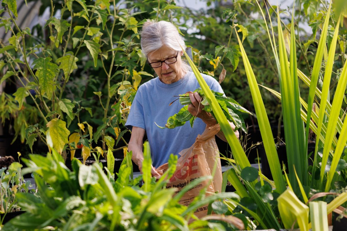 Senior Horticulturist Charlene Nash harvests vegetables grown for the Aquarium's animals