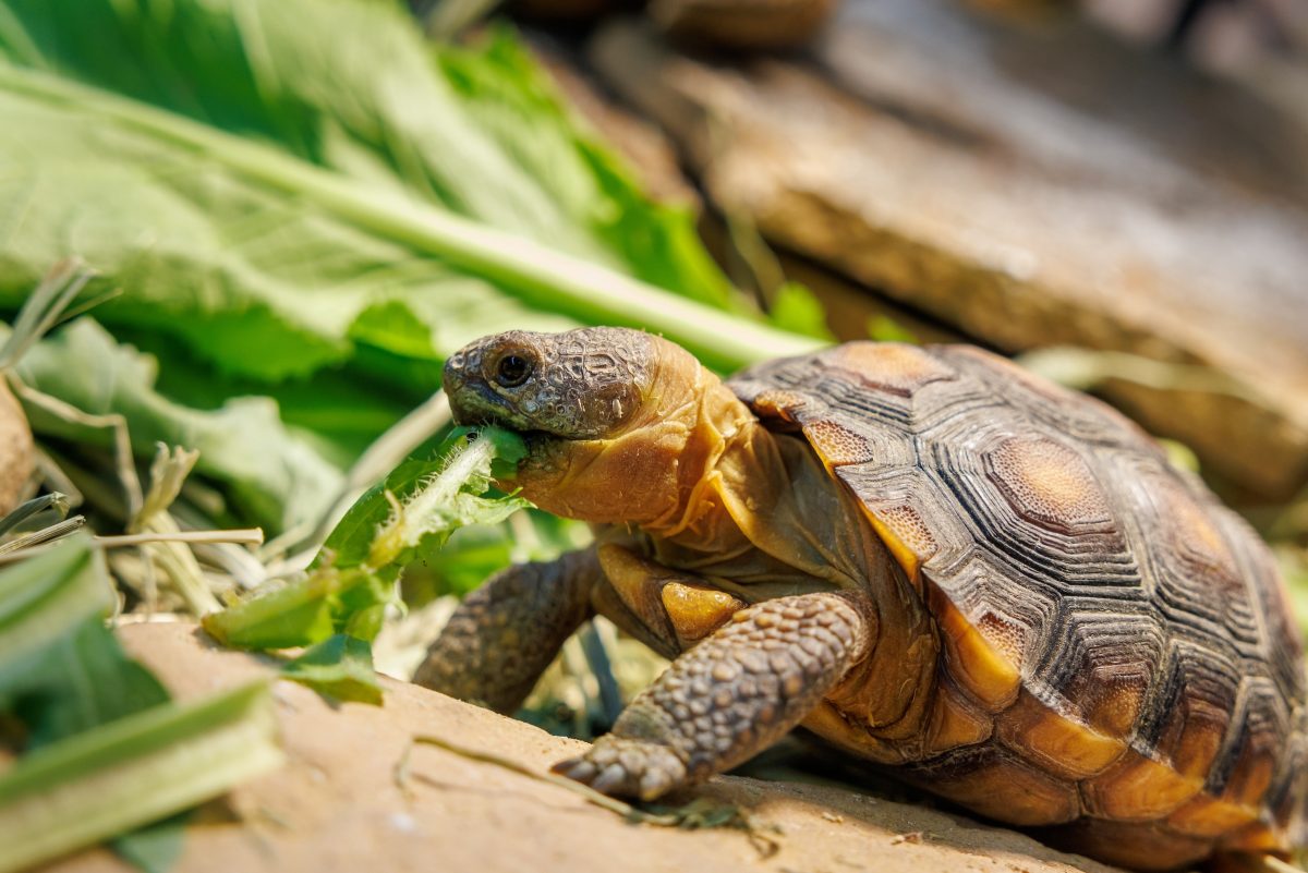 A Sonoran Desert Tortoise eats greens grown by the Aquarium's horticulture staff.