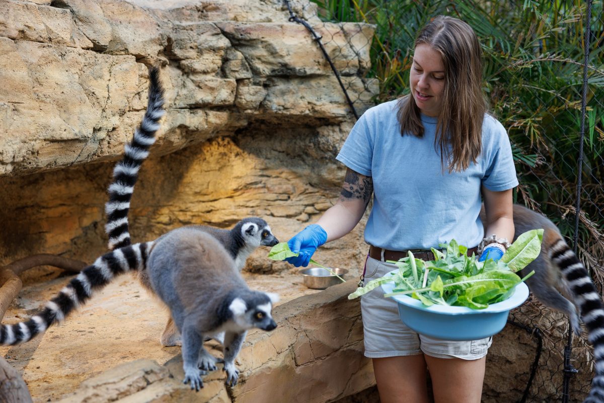 Senior Animal Care Specialist Maggie Sipe feeds greens grown by the Aquarium's horticulturists to Ring-tailed Lemurs.
