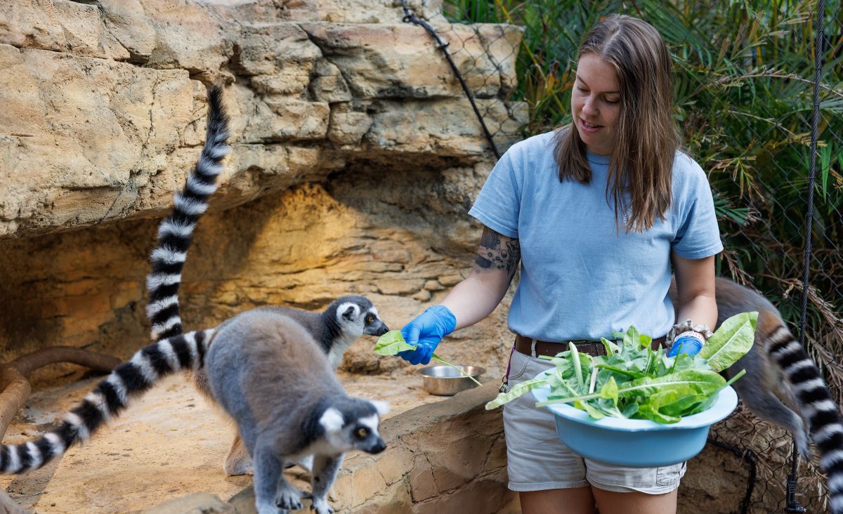 Senior Animal Care Specialist Maggie Sipe feeds greens grown by the Aquarium's horticulturists to Ring-tailed Lemurs.