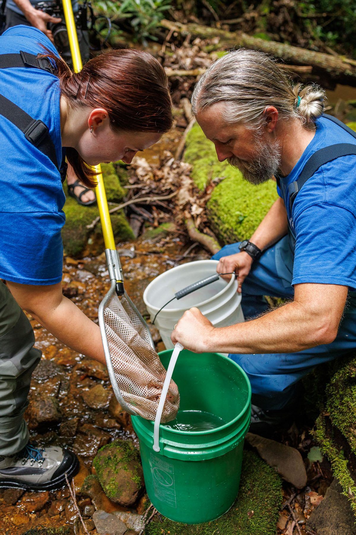 Researchers place a brook trout into a bucket of water