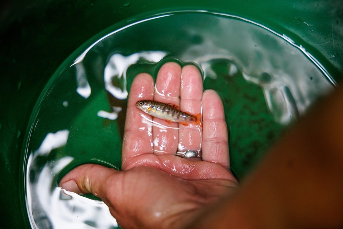A brook trout young of the year in the palm of a hand
