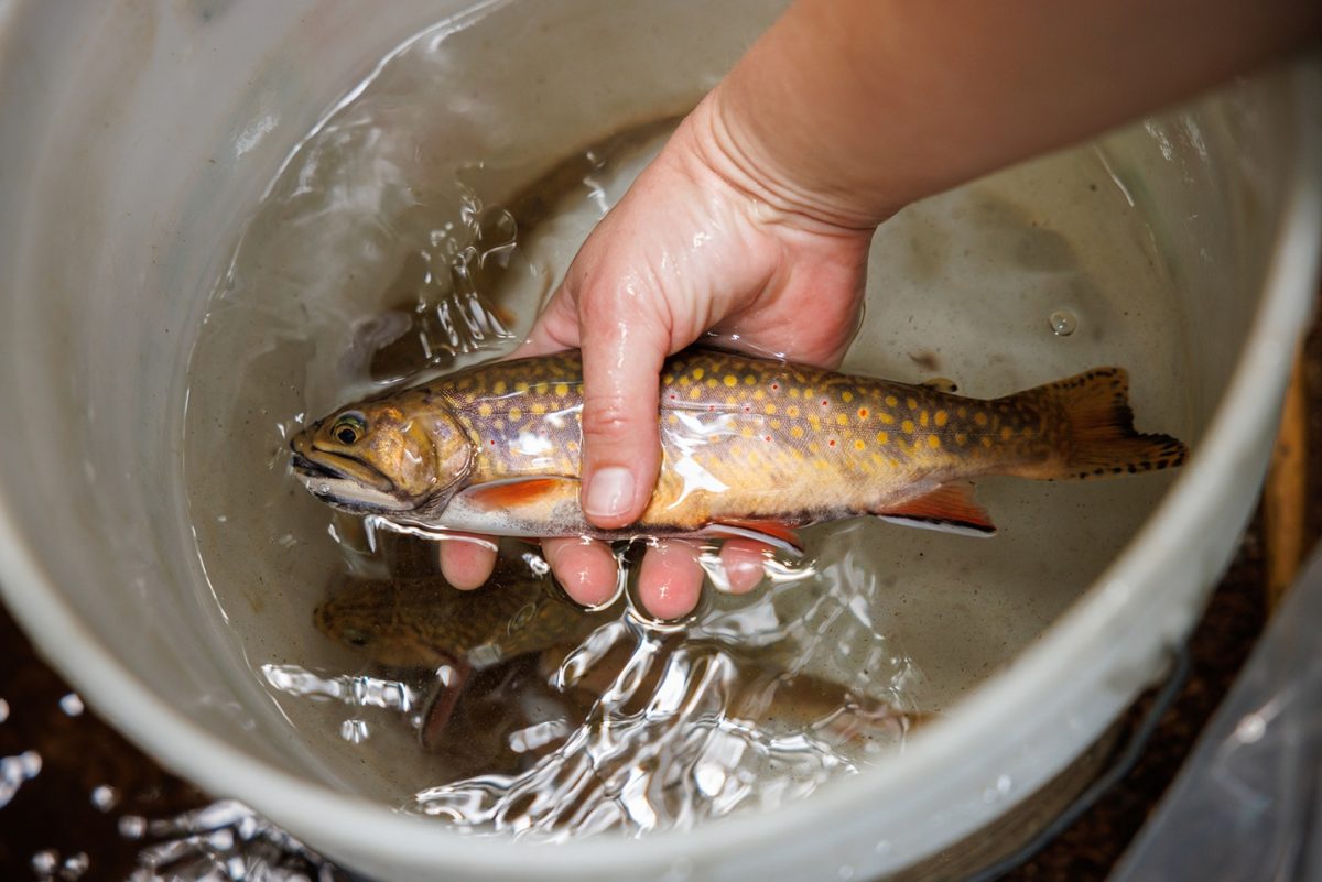A hand holding a brook trout