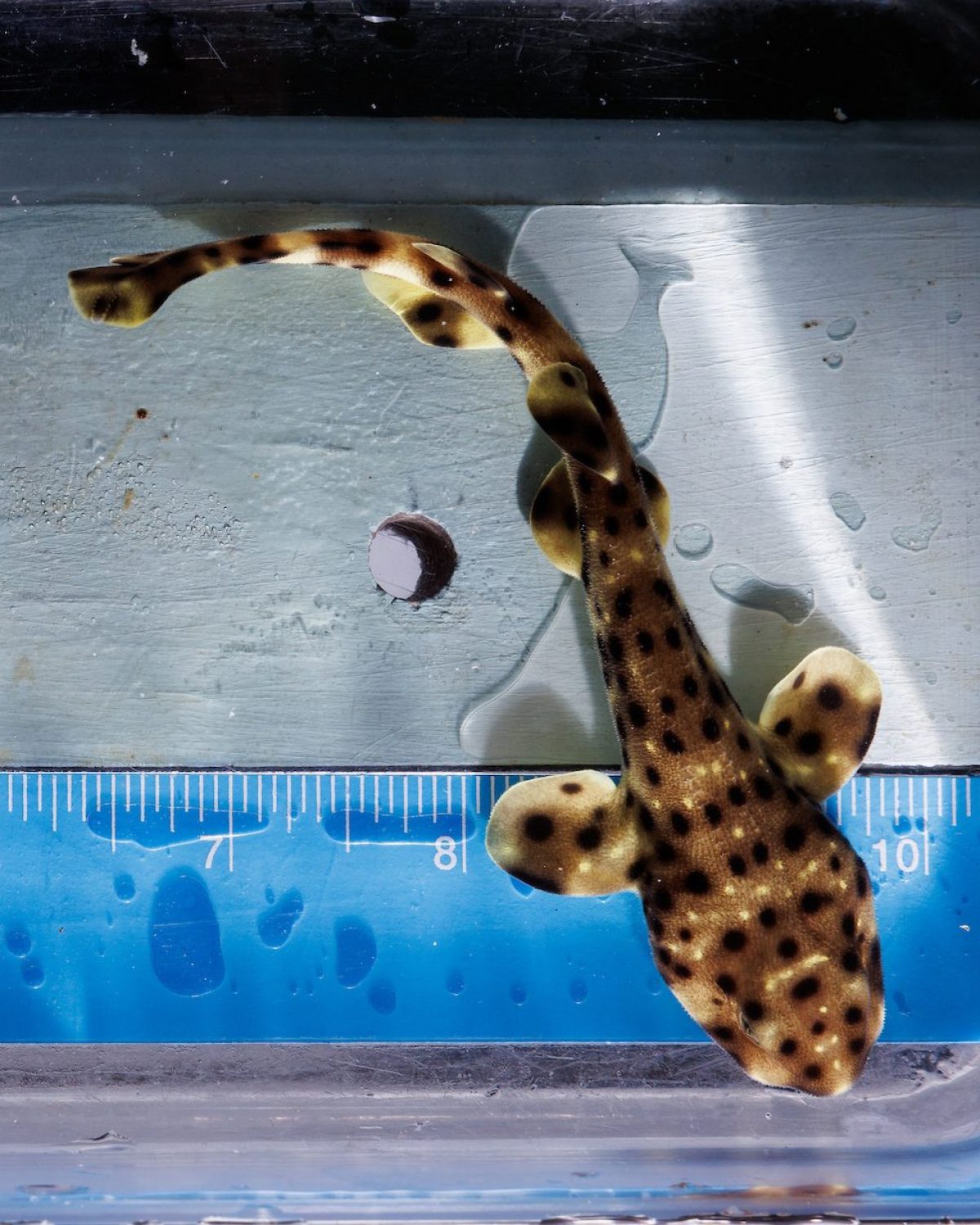 A newly hatched Swell Shark (Cephaloscyllium ventriosum) and its egg at the Tennessee Aquarium.