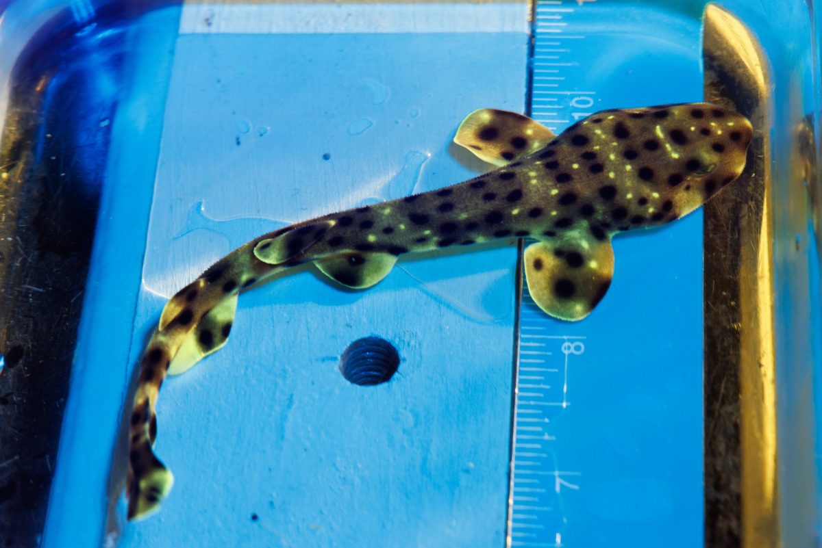 A black light and yellow-tinted lenses are used to reveal the bioflourescent glow of a newly hatched Swell Shark (Cephaloscyllium ventriosum) at the Tennessee Aquarium.